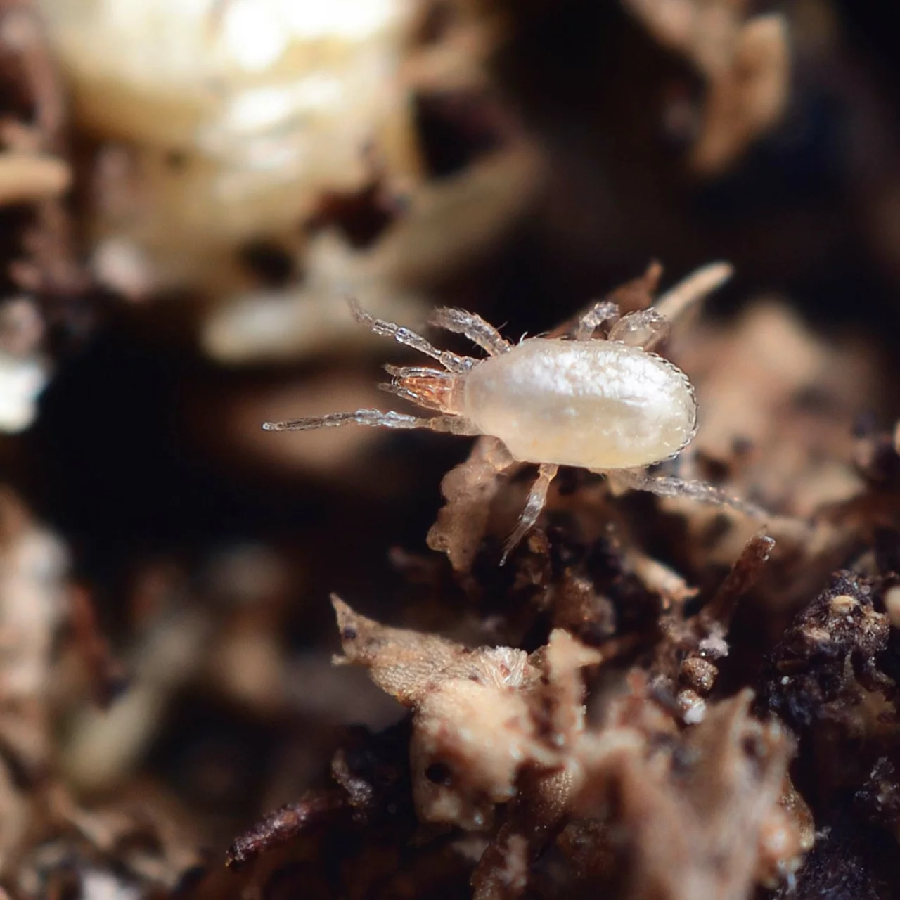 Hypoaspis